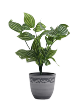 Artificial Striped Foliage Plant Set of 2 25cm (1ft)